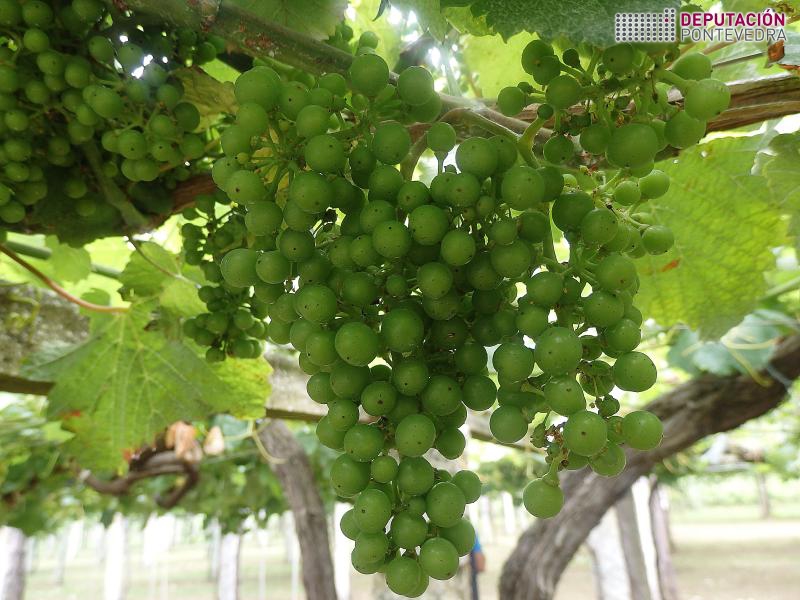 Vid - Grapevine - Vide >> 27xuÃ±18_TamaÃ±o da uva en viÃ±a Condado.jpg